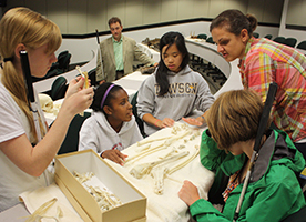 A group fo students gather around a table to examine dinosaur bones.